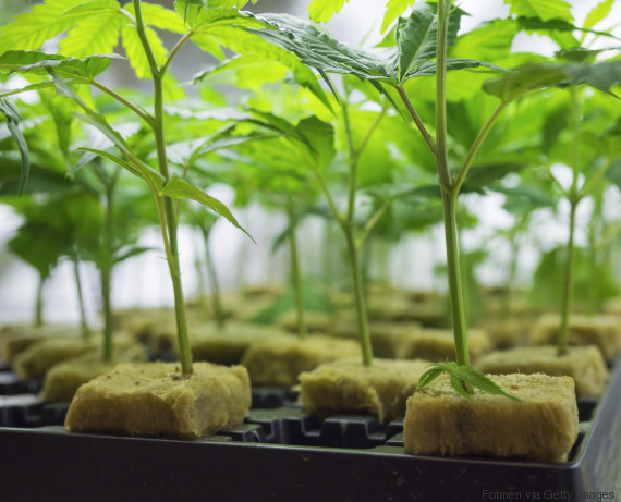 cannabis indica