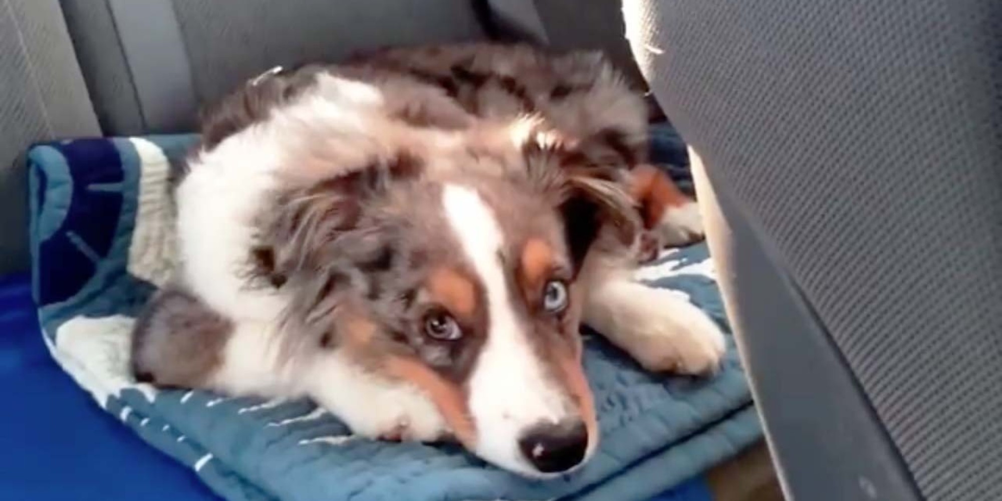 Dog Wakes Up And Sings Along To Frozen's "Let It Go" (VIDEO)
