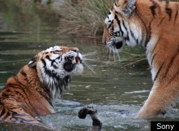PICTURES: Thousands Of Entries To Contest Sony World Photography Award