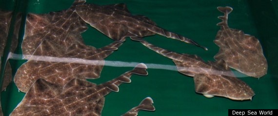 Shark Pups