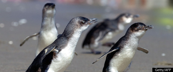 Penguin