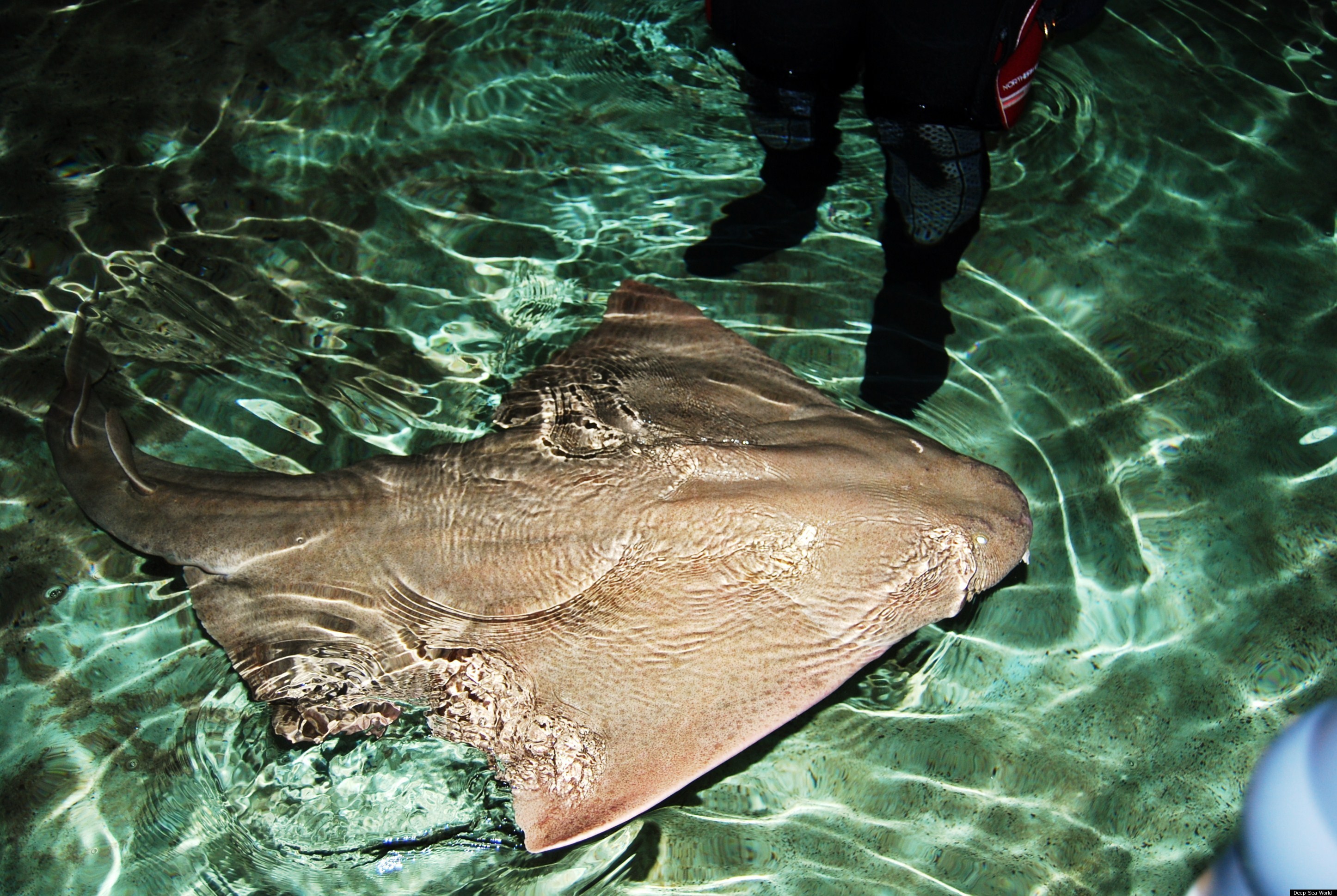 Babies Sharks