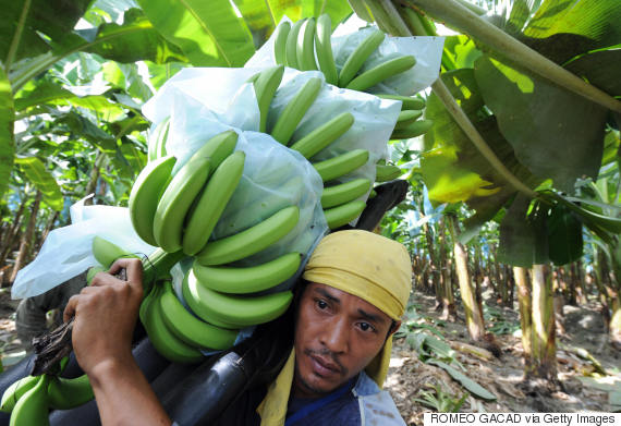 banana mindanao