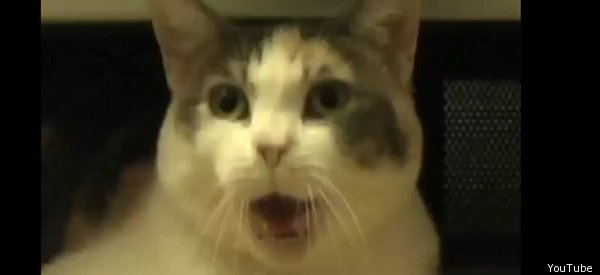 Screaming Cats: Stupid But Funny Clip Of The Day (video)