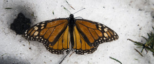 Butterfly Monarch
