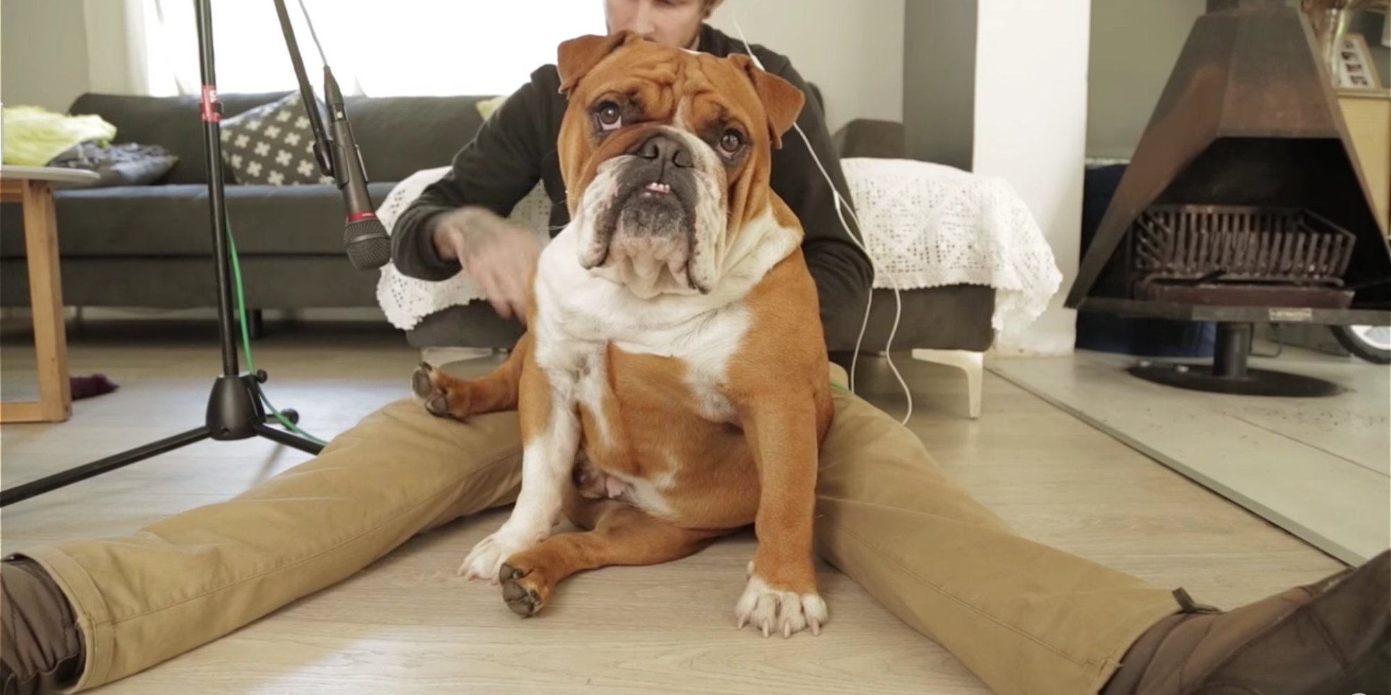 Click Here For Dog Beats HuffPost