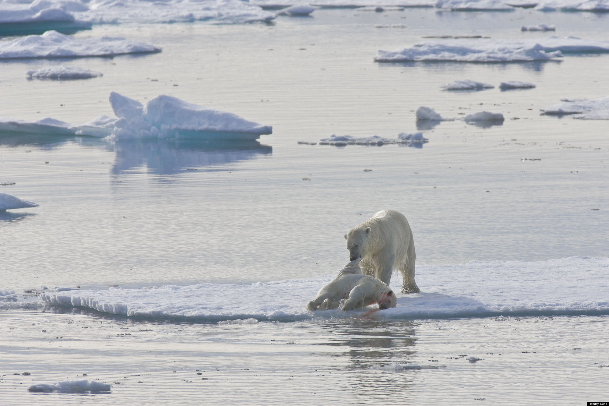 est100 一些攝影(some photos): Polar Bear, 北極熊