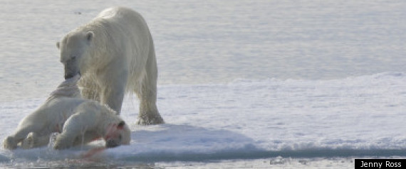 Cannibal Polar Bears