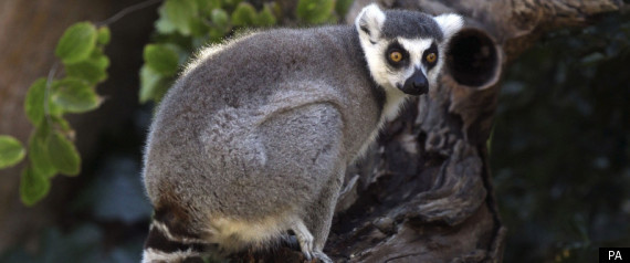 Lemur