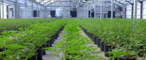 Marijuana Farm