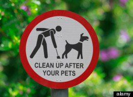 Don't Let The Poop Dry: Why You Should Scoop Fido's Feces While It's Still Fresh