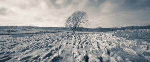 arbol