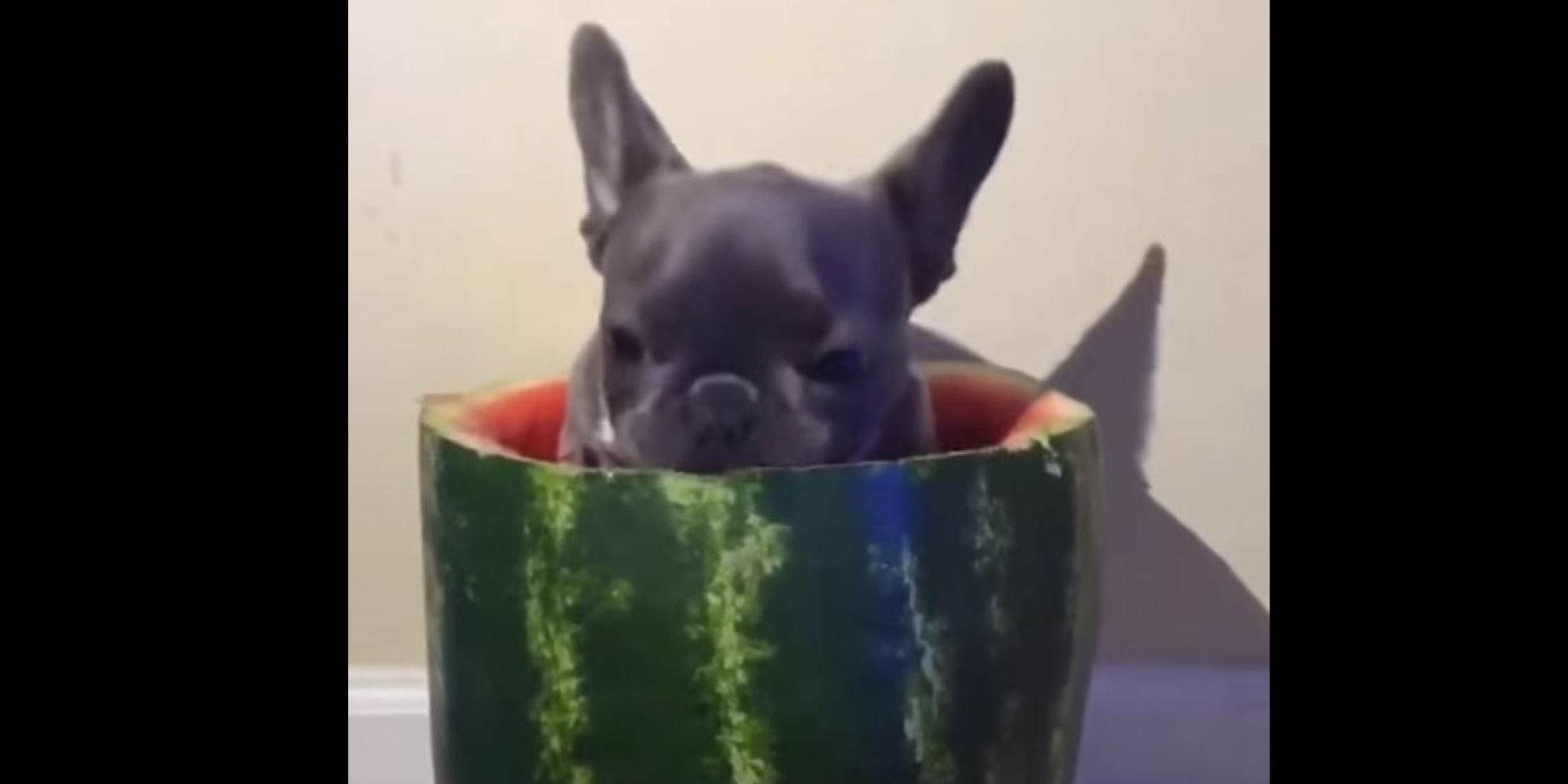 French Bulldog Shows Us The Most Amazing Way To Eat Watermelons