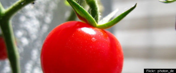 Tomatoes As Christmas Decorations