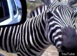 WATCH: Zebra Says 