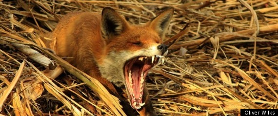 Yawning Fox