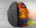 The Voluptuous Brain - Shifting away from size 2 business models