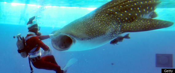 Santa Feeds Shark