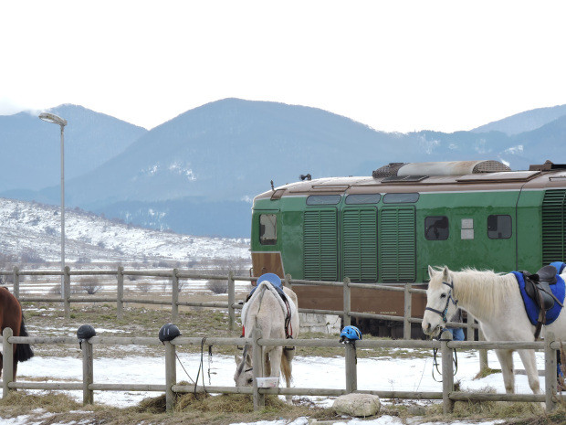 horse