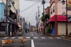 Two dogs in Okuma's empty streets