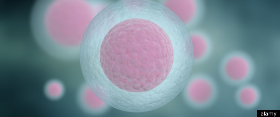 Stem Cell Research Diabetes Hope