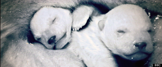 Frozen Planet