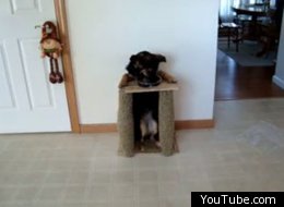 Bella The Dog Eats Her Food Standing Up - The Show-Off (VIDEO)