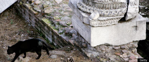 Rome Cat