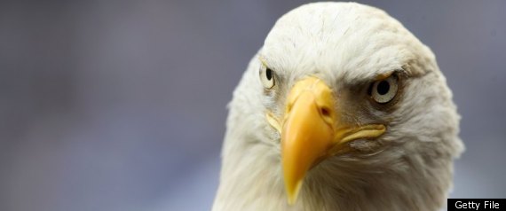 Kentucky Eagle Watching Tours