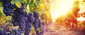 uvas