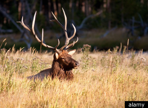 Http://i.huffpost.com/gen/436299/thumbs/selkhuntingmontanapermitslarge300.jpg