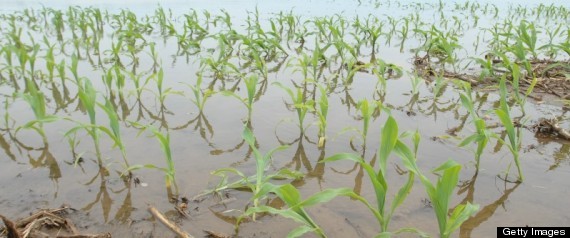 Flooded Farm