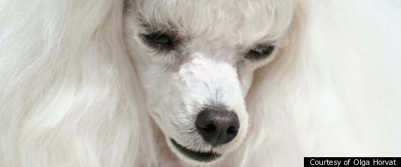 Possessed Poodle