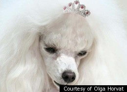 Woman Claims Her Dog Was Possessed By A Demon -- And She's Got Something To Sell You