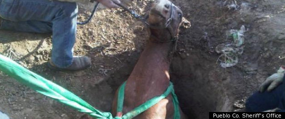 Pregnant Horse Falls In Hole