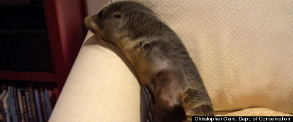 Sealpup2