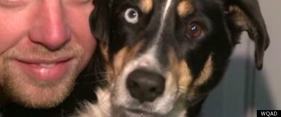 Canyon Dog Found