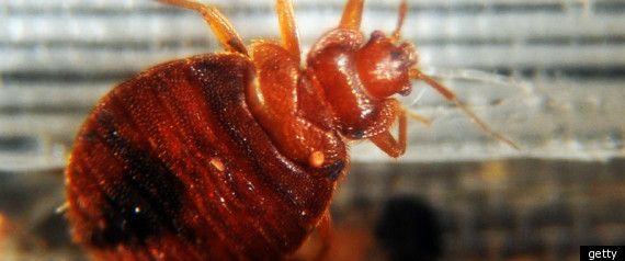 Bedbug Hairy Skin