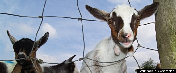 Goats