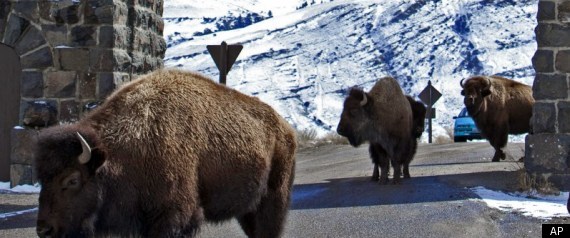 Bison