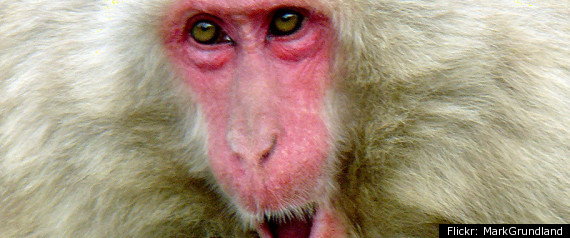 Monkey Day 2011