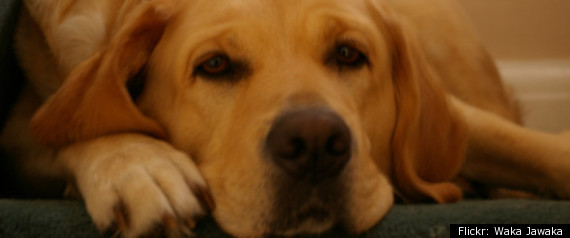 Pet Therapy Students