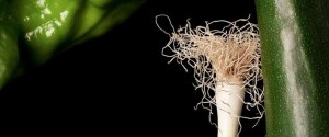verduras