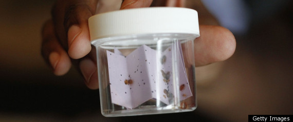 Bedbugs