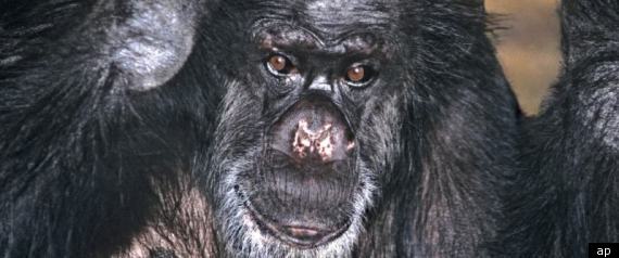 Smoking Chimp Dead At 44