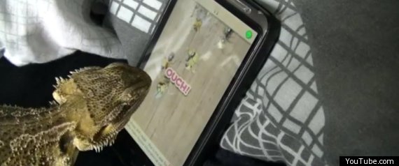 Bearded Dragon Game