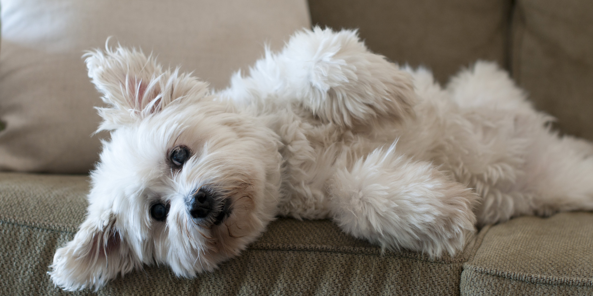 Separation Anxiety And The Modern Dog Parent