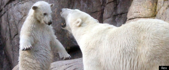 Polar Bear Cubs