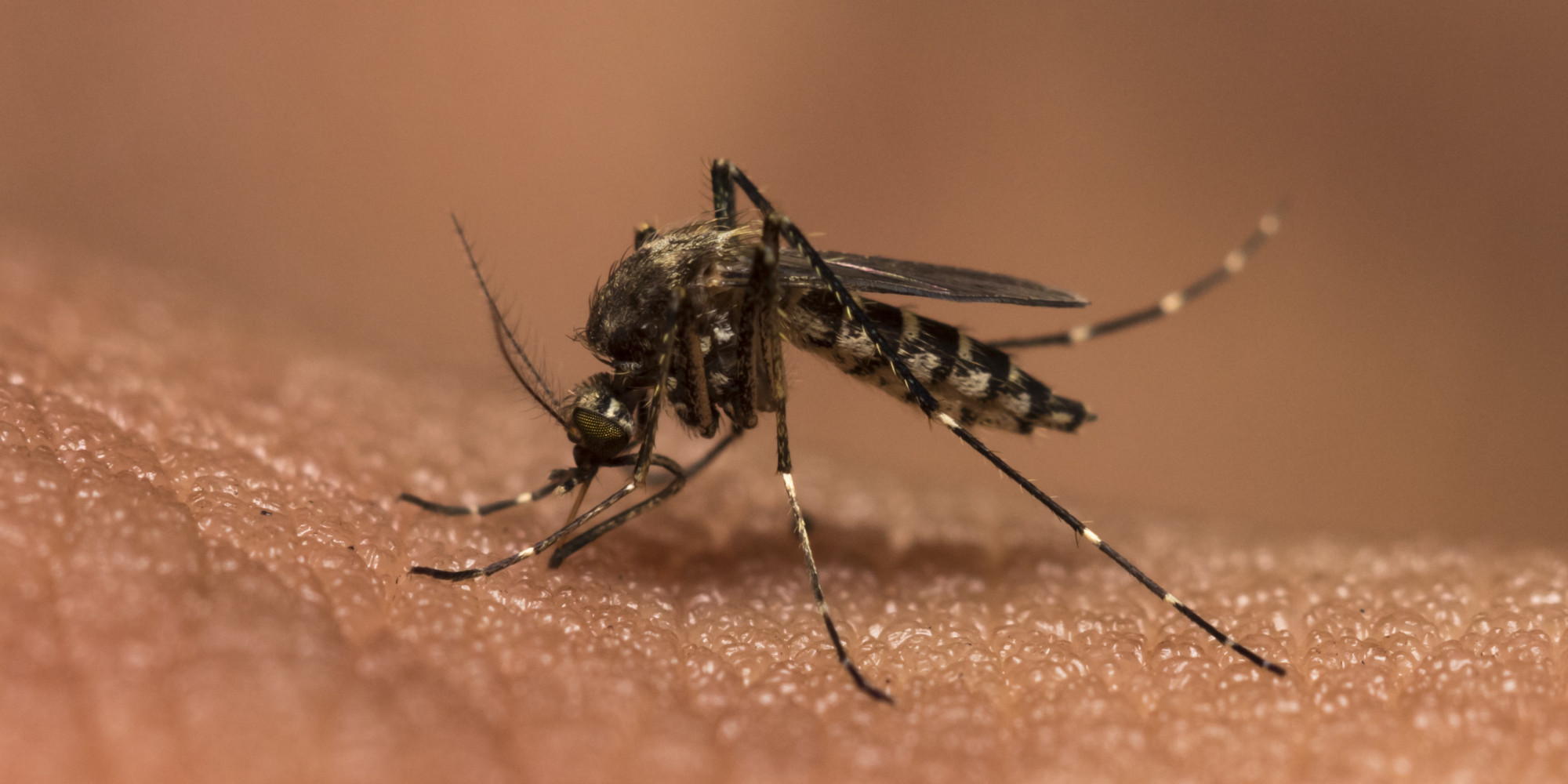 the-myths-of-malaria-huffpost-uk