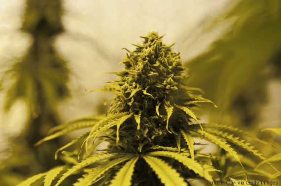 marijuana